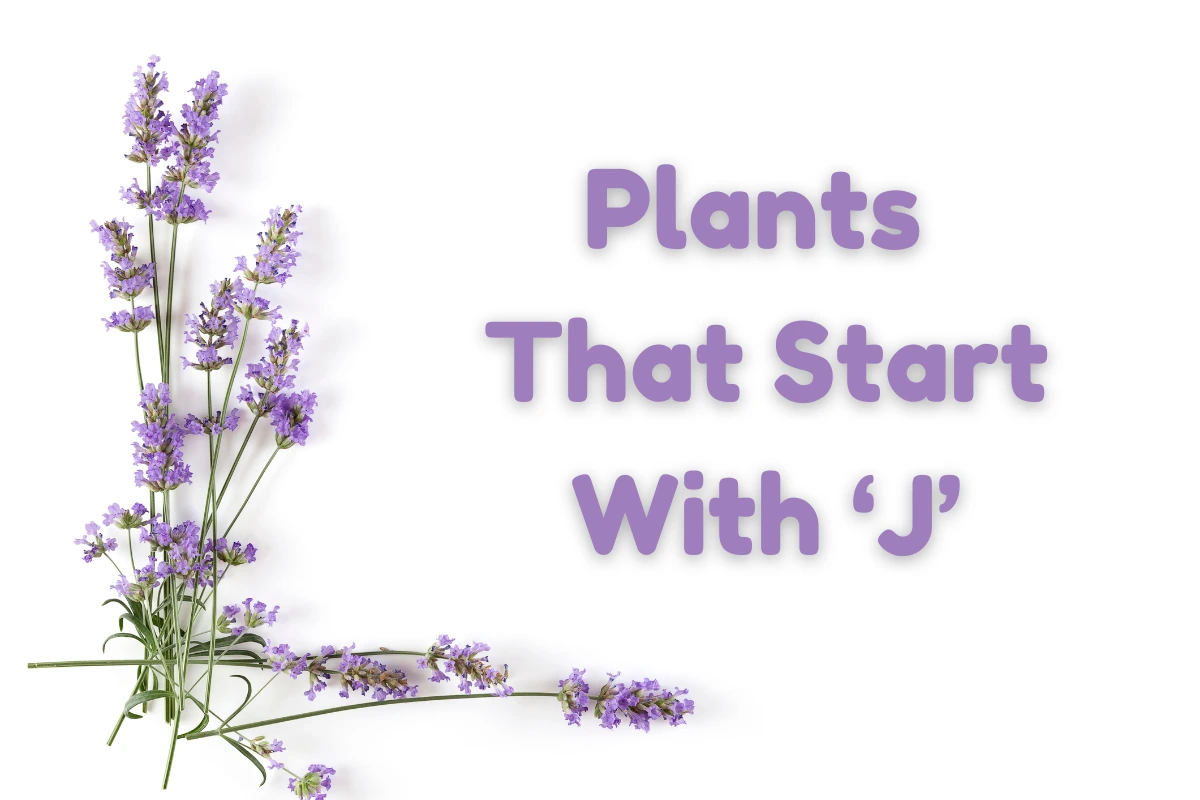 Plants That Start With J