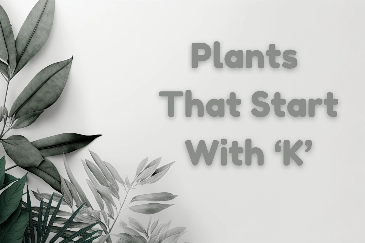 Plants That Start With K