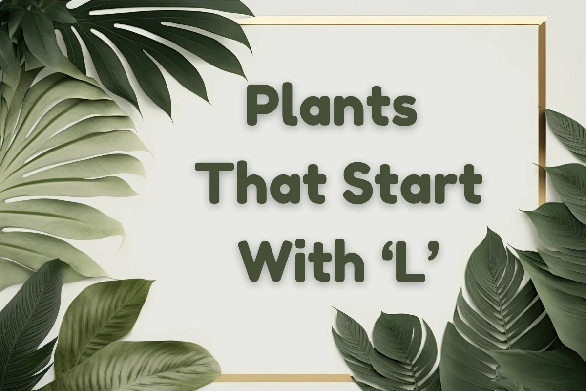 Plants That Start With L