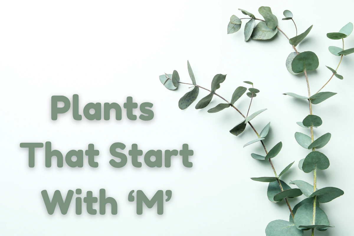 Plants That Start With M