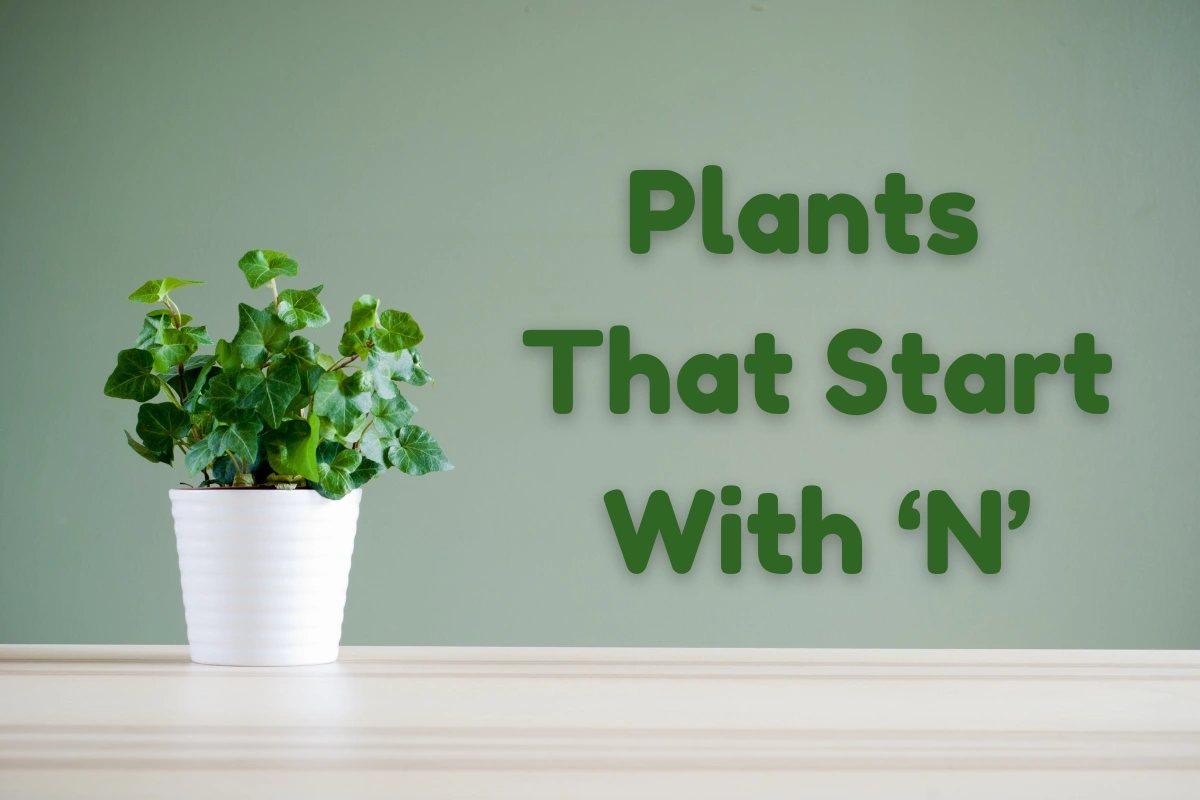 Plants That Start With N