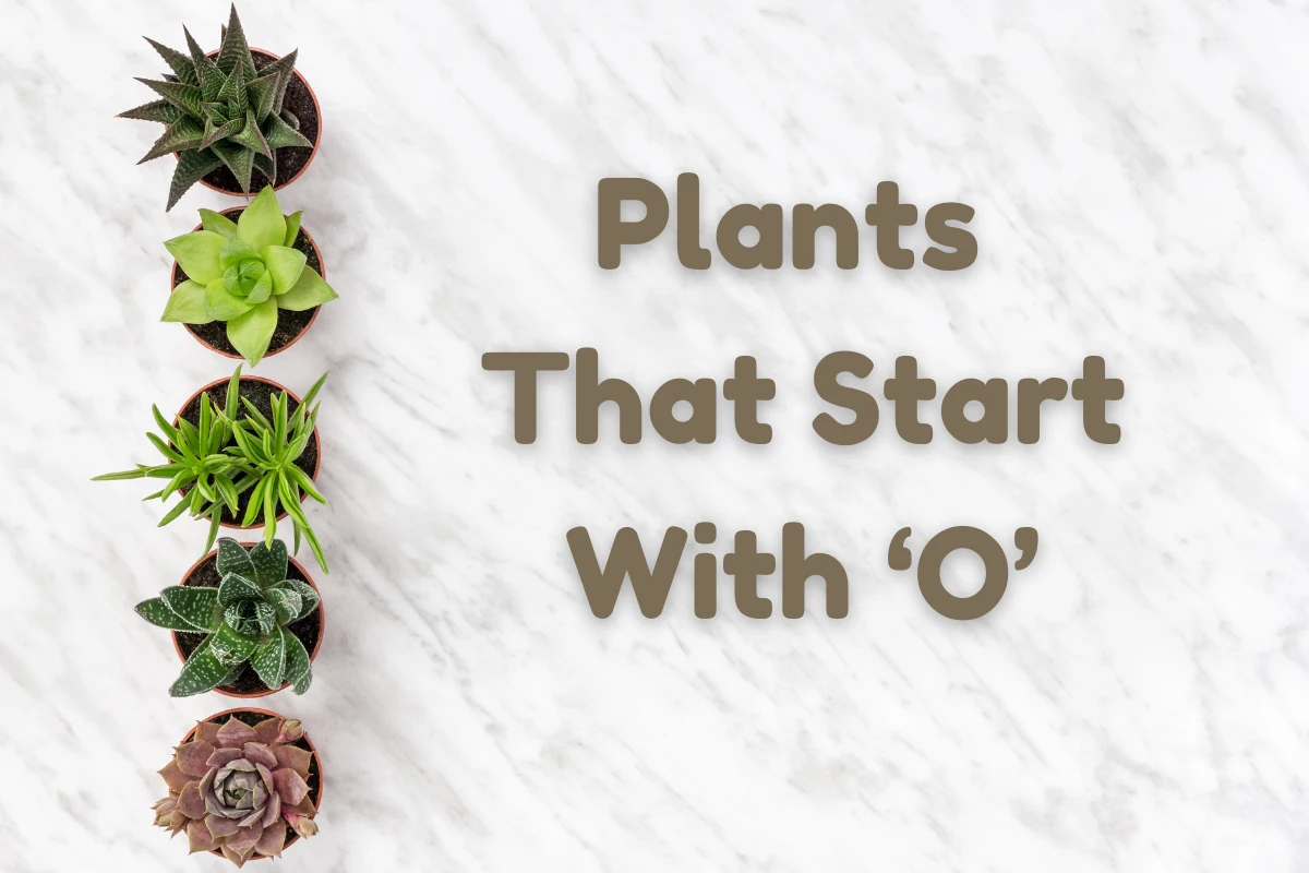 Plants That Start With O