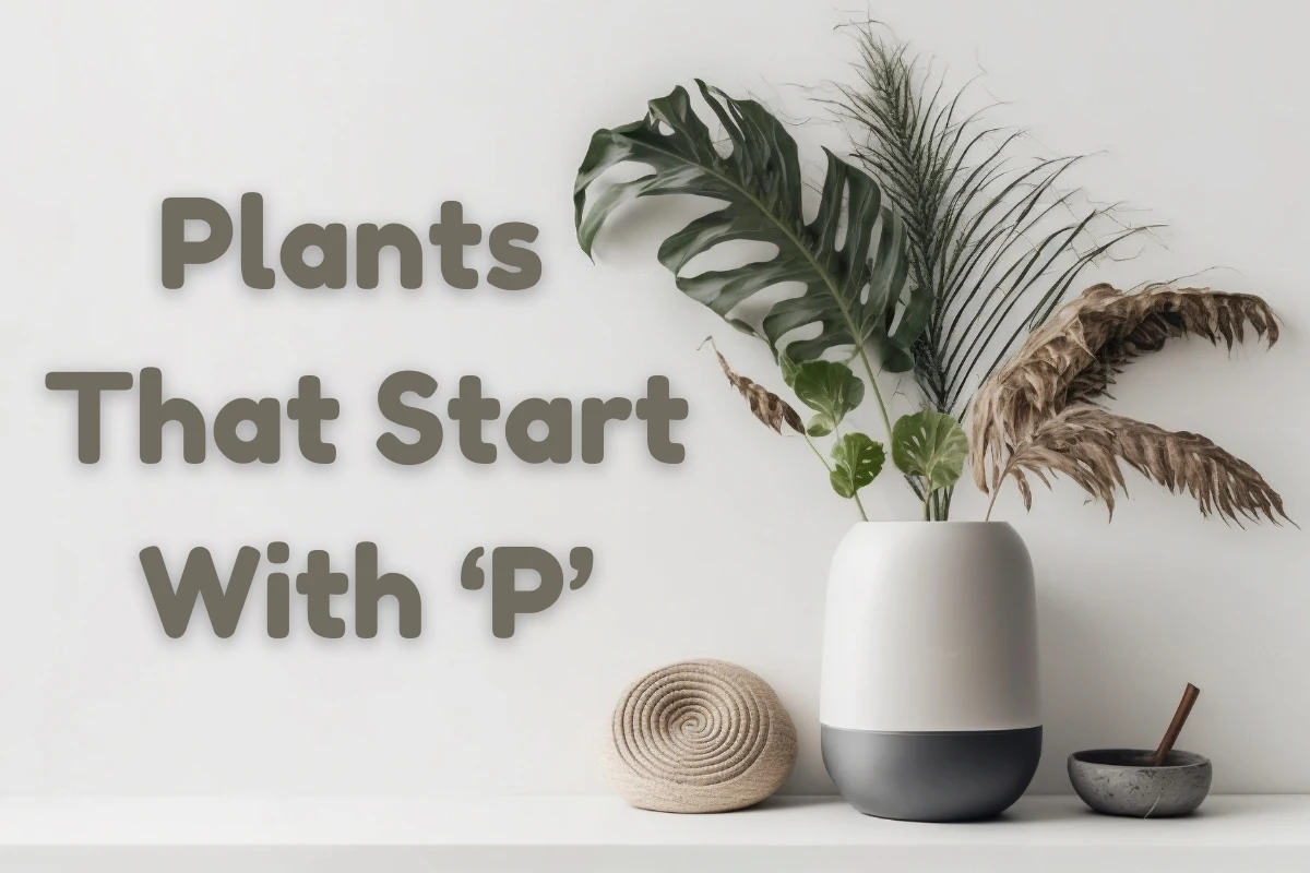 Plants That Start With P