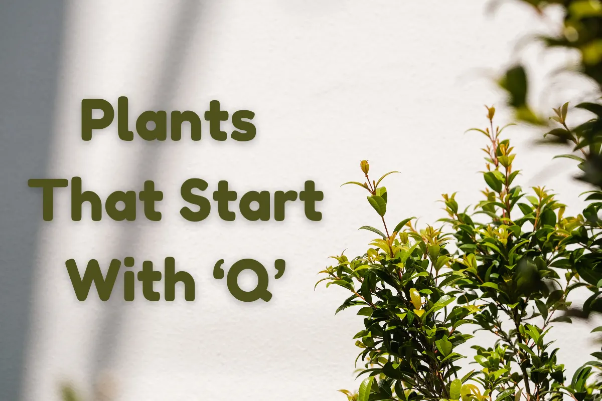 Plants That Start With Q