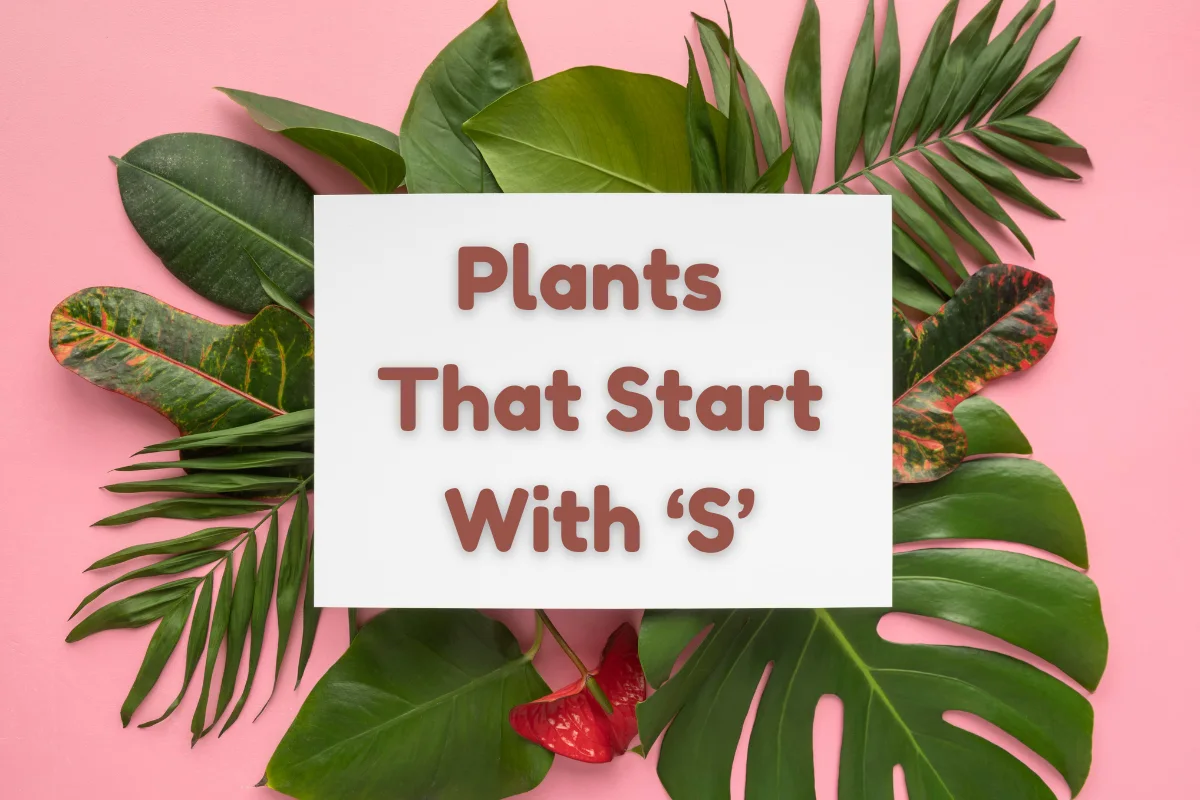 Plants That Start With S