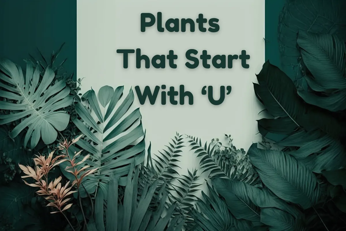 Plants That Start With U