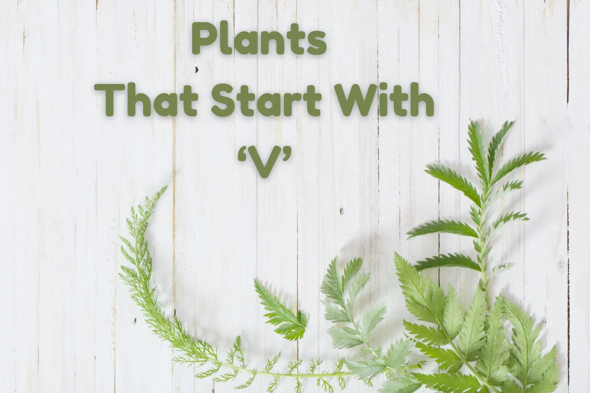 Plants That Start With V