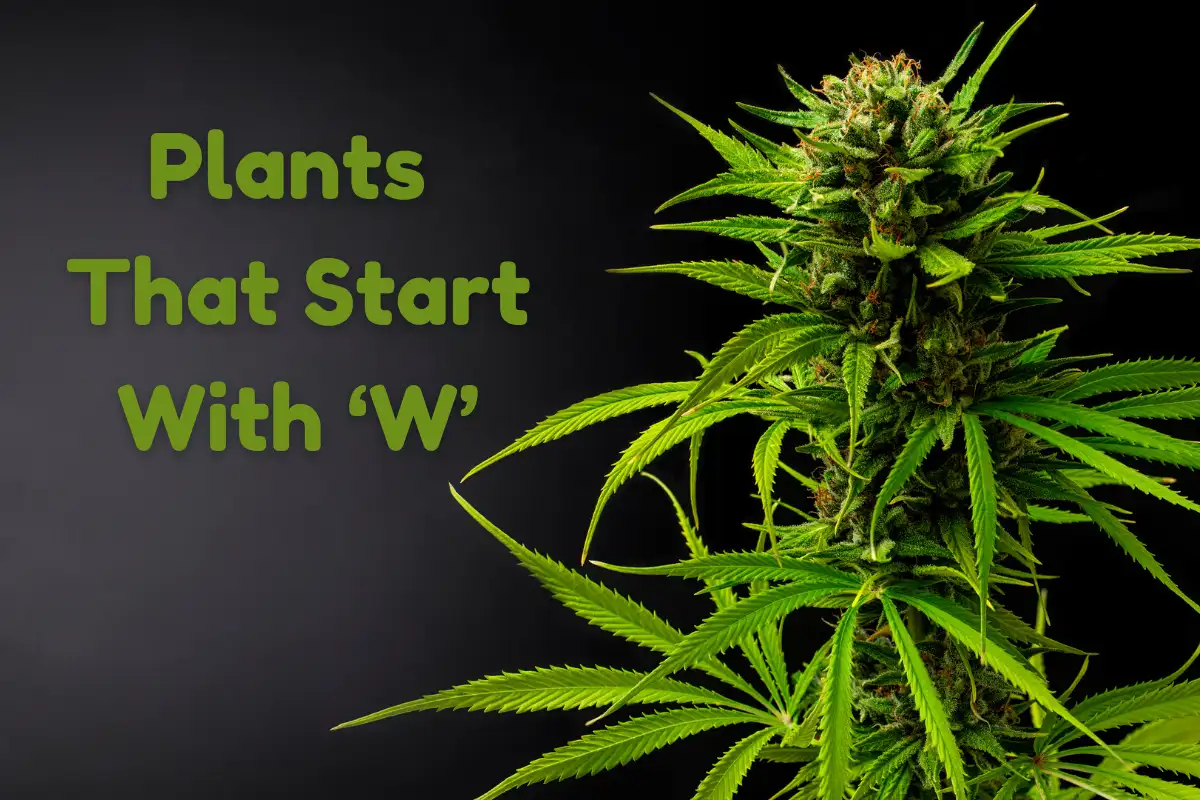 Plants That Start With W