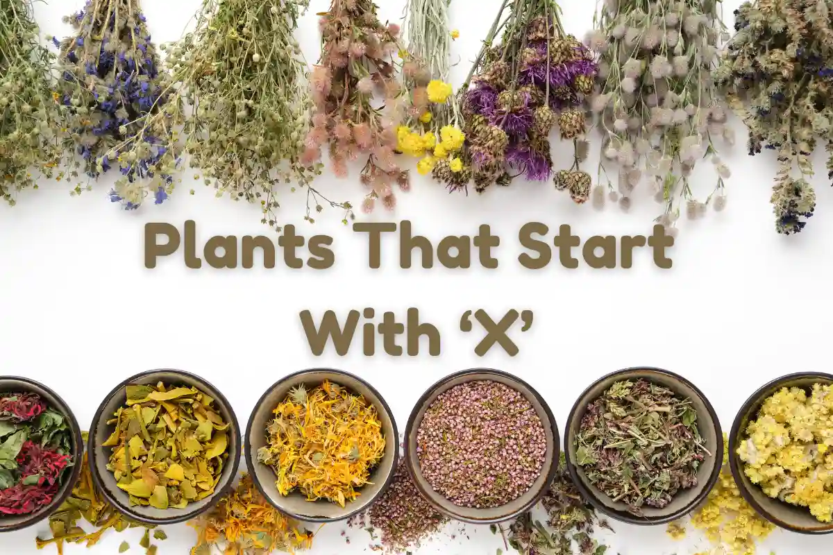 Plants That Start With X