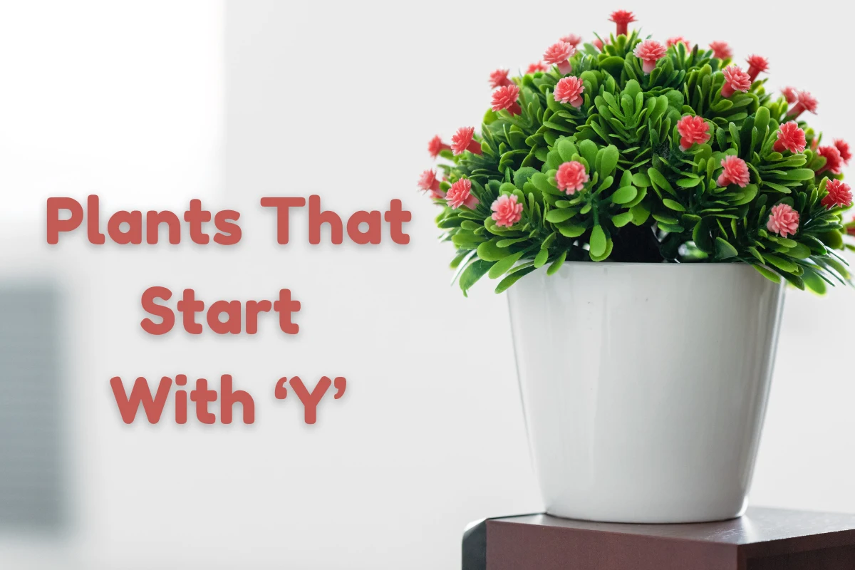 Plants That Start With Y