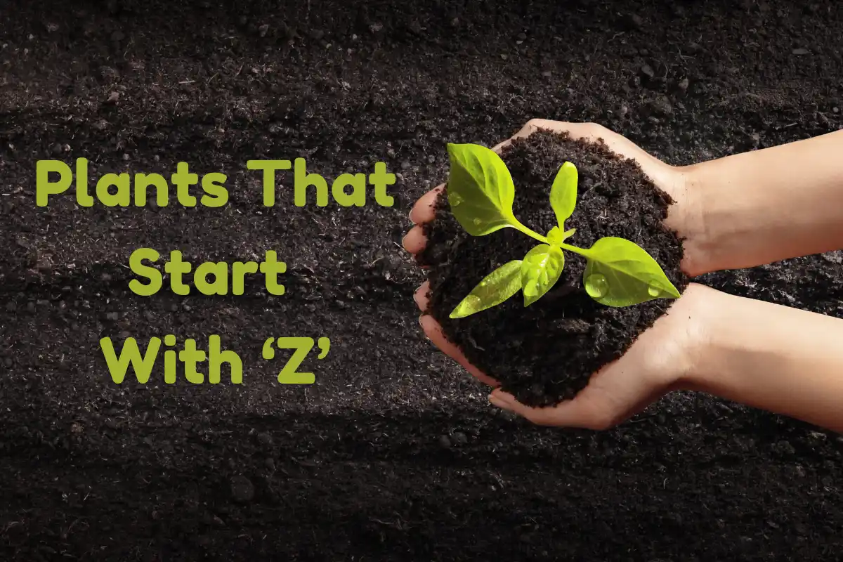 Plants That Start With Z