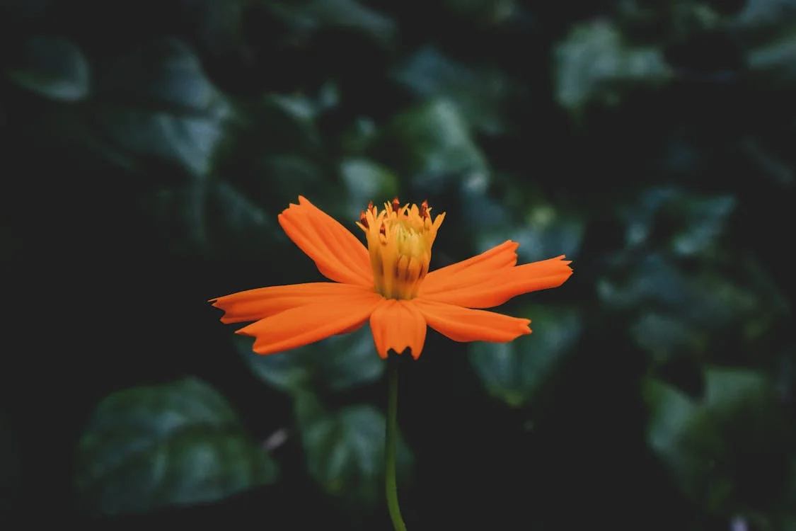 What do orange flowers symbolize