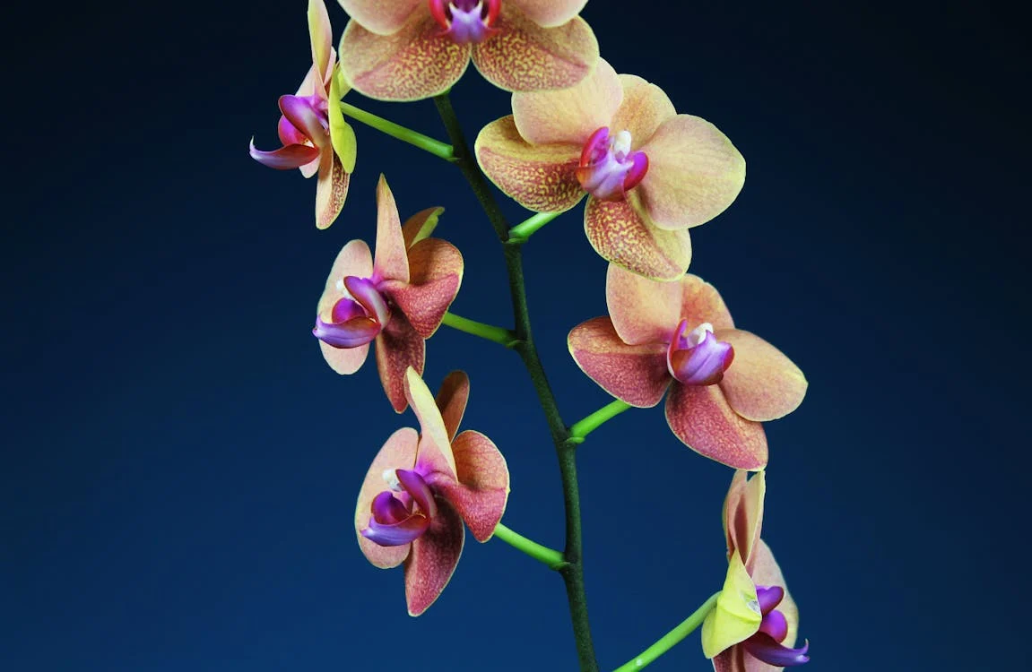 The Meaning & Symbolism of the Orchid