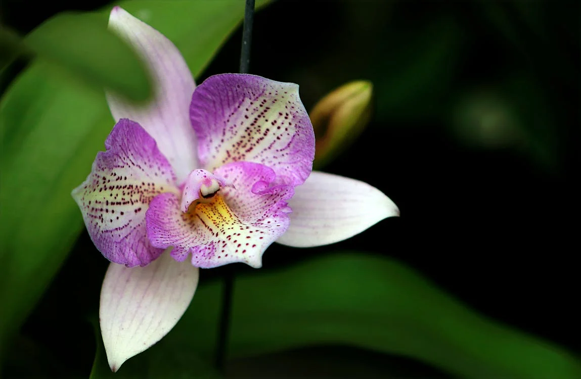 Orchid flower meaning and symbolism