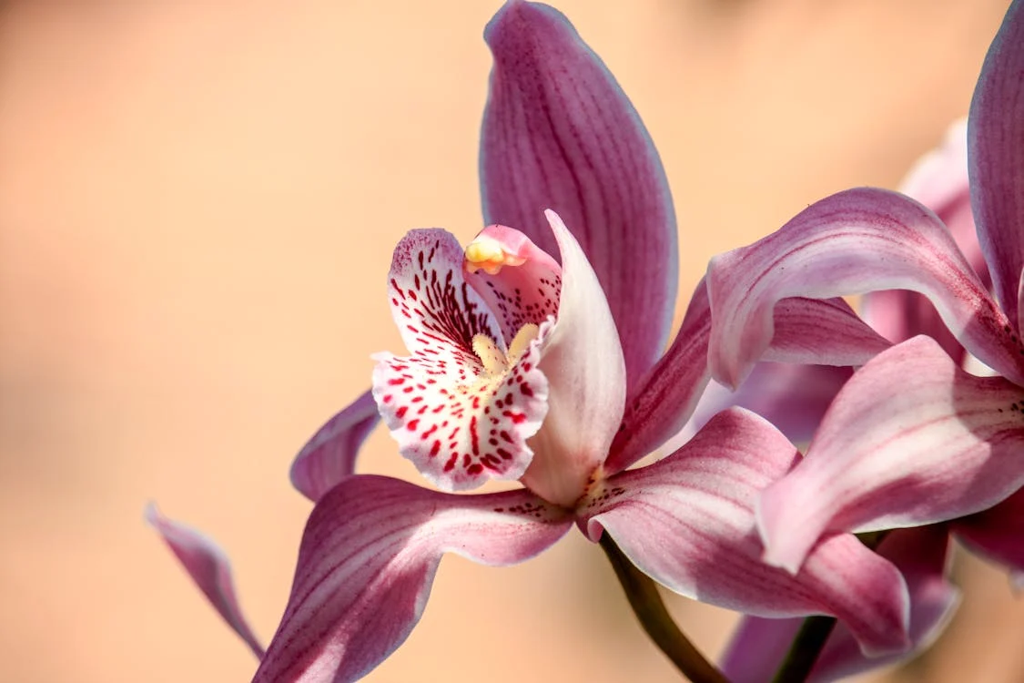 Orchid Meaning and Symbolism