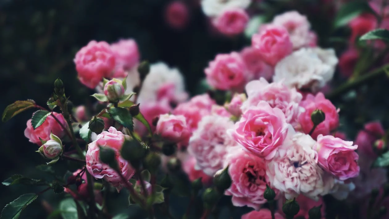 Pink Flowers Meaning, Symbolism and Cultural Significance