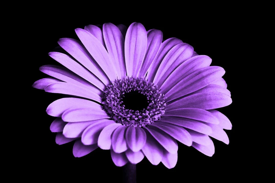 The Hidden Meaning of Purple Flowers