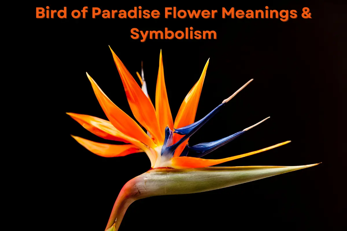 Bird of Paradise Flower Meanings & Symbolism