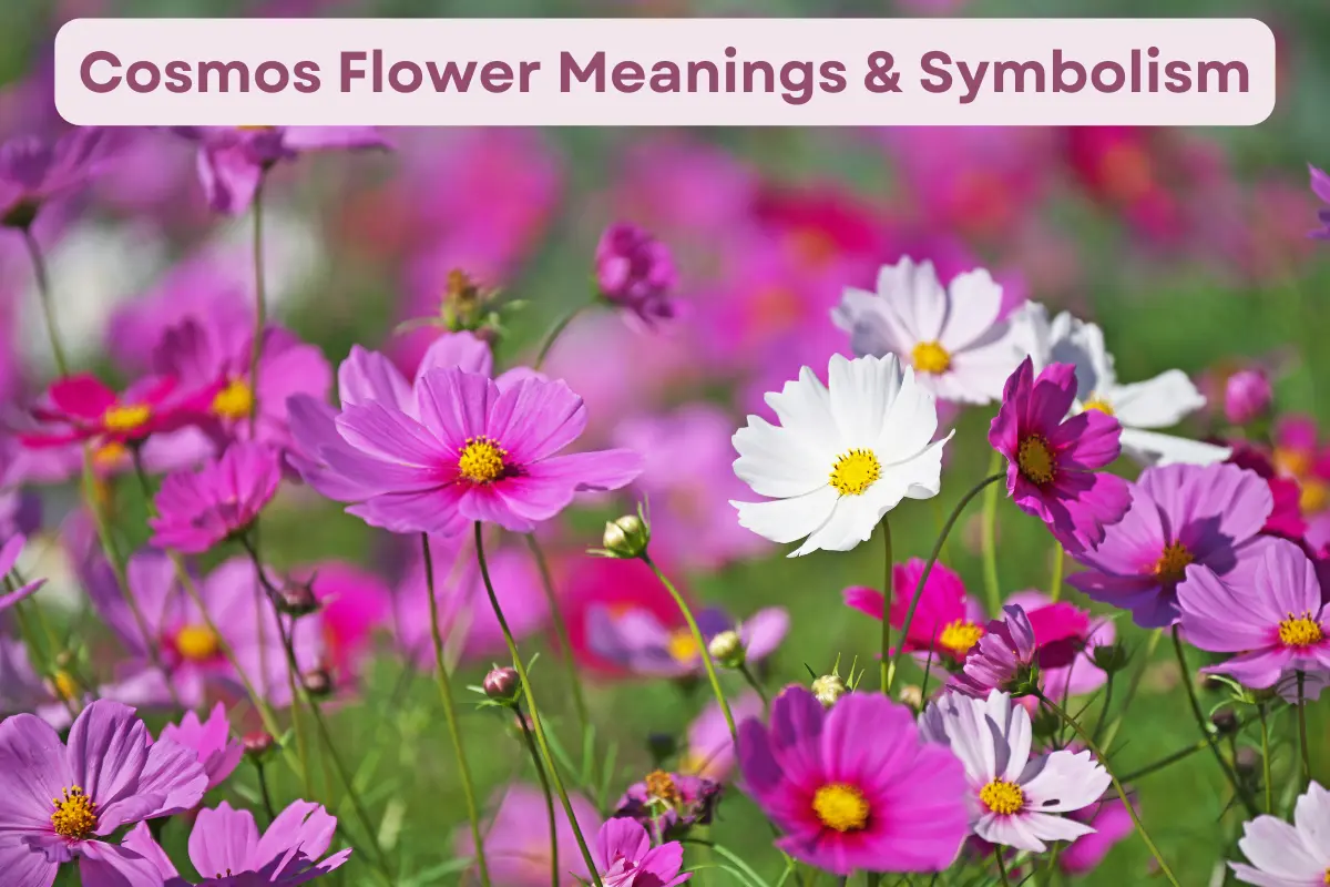 Cosmos Flower Meanings