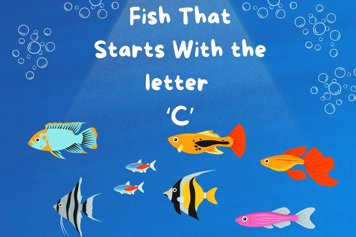 Fish That Start With C