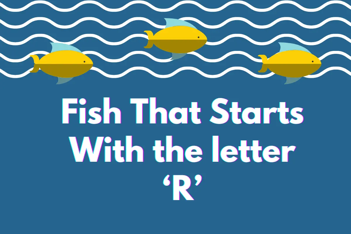 Fish That Start with R