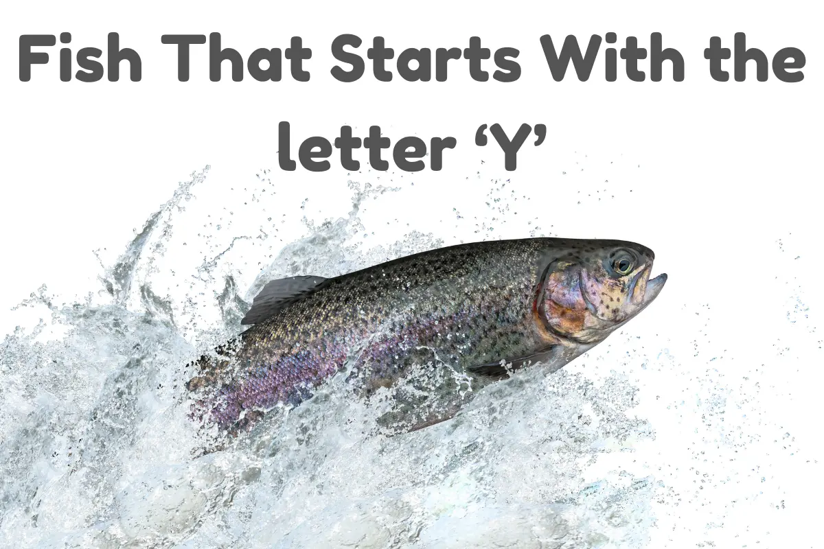 Fish That Start with Y