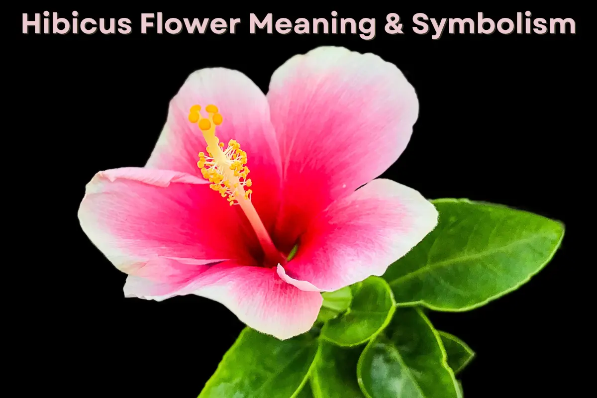 Hibiscus Flower Meanings & Symbolism