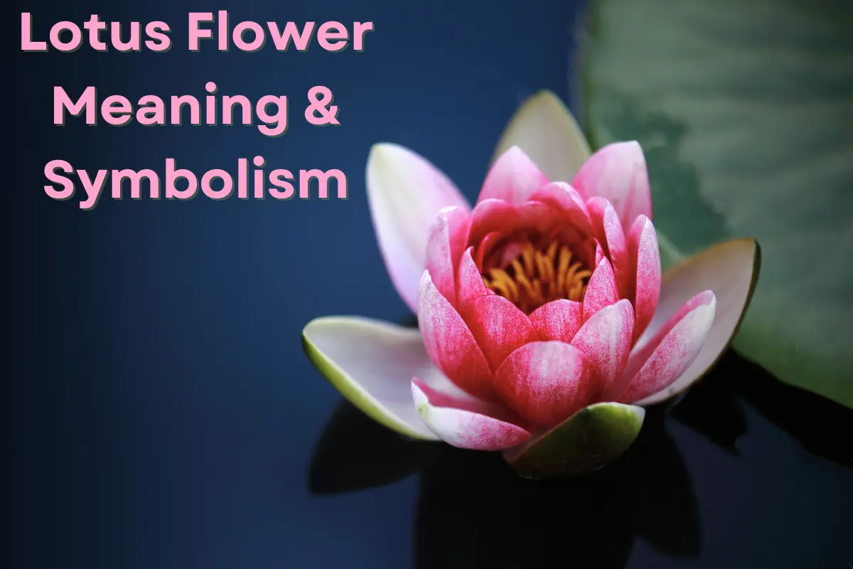 Lotus Flower Meaning and Symbolism