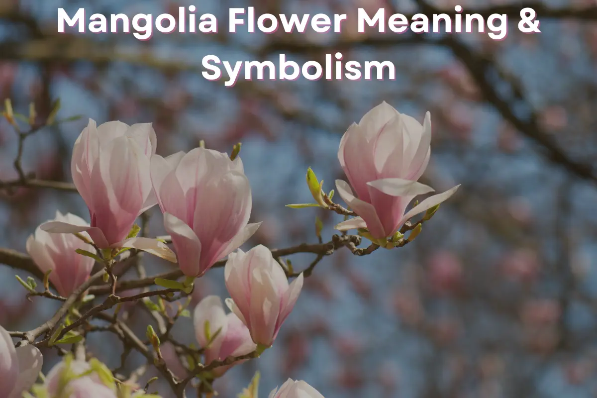 Magnolia Flower Meanings