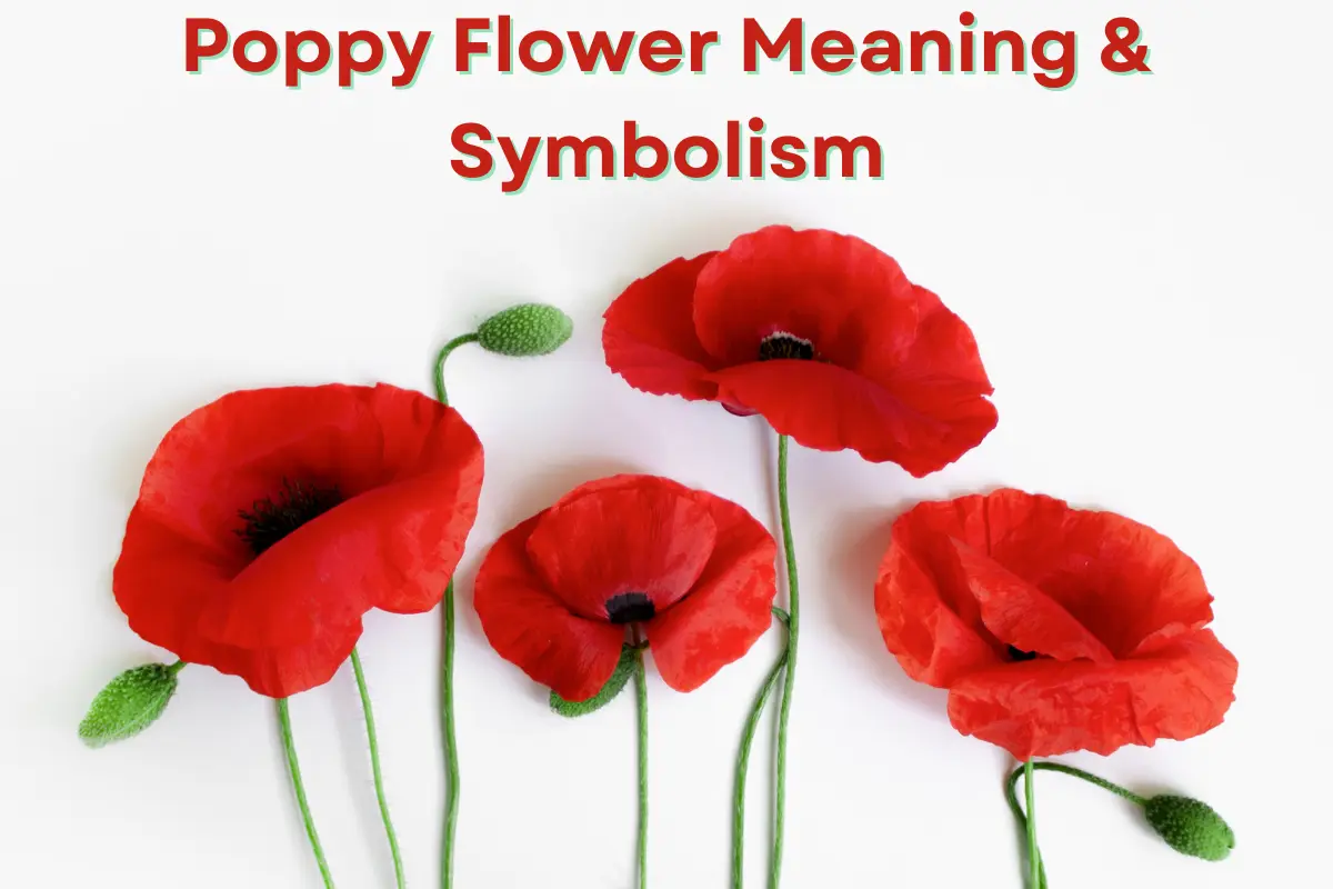 Poppy Flower Meaning and Symbolism