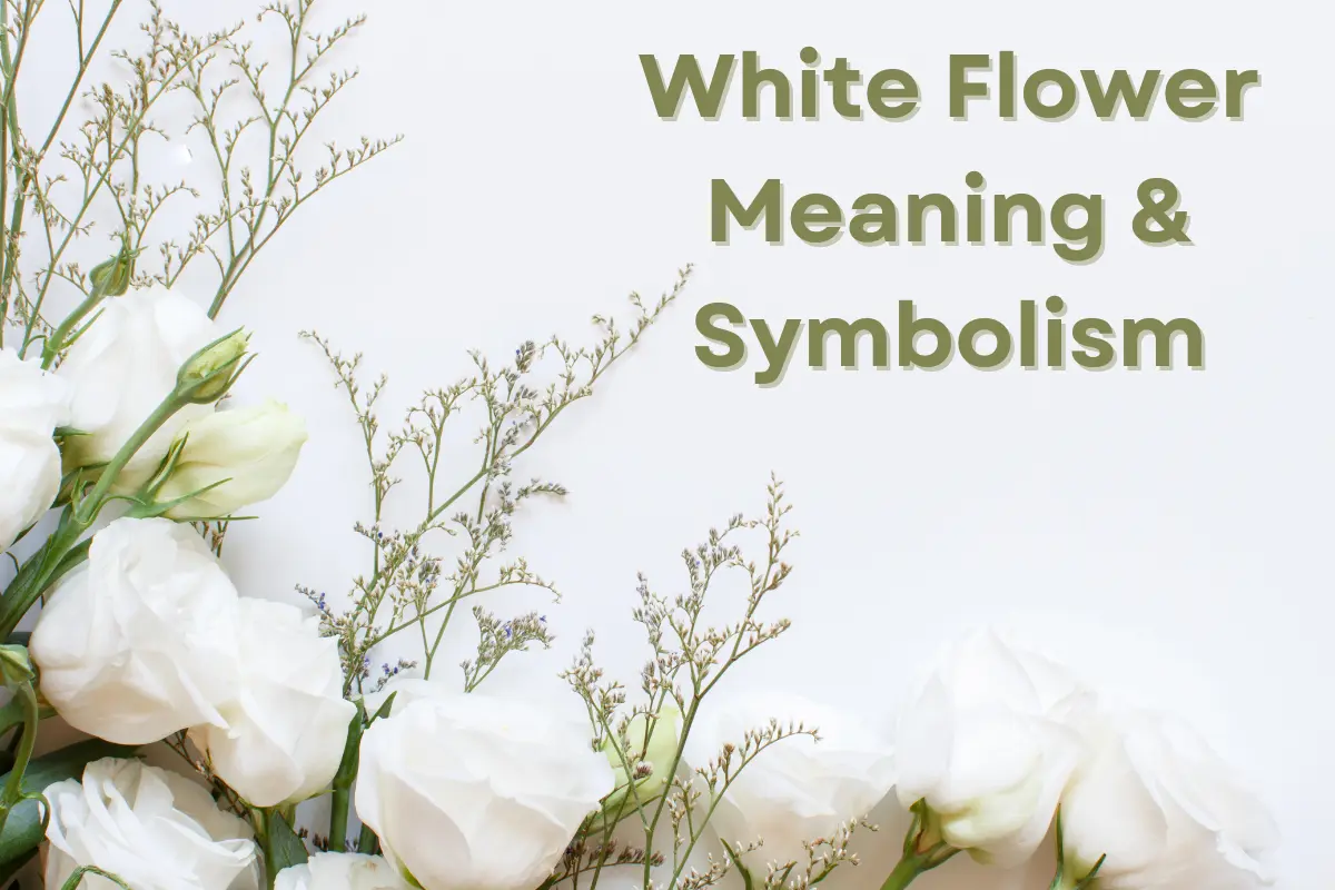 White Flower Meaning and Symbolism