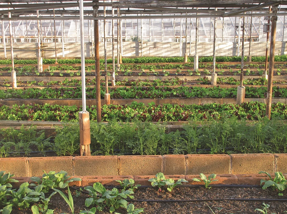 Positive Impacts Of Greenhouse Production