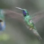 Analysing the Hummingbird Algorithm Two Years On