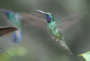 Analysing the Hummingbird Algorithm Two Years On