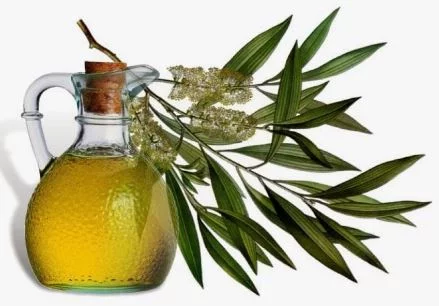 Olio dell'albero del tè
