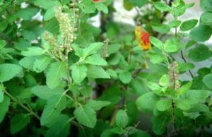 holy basil benefits