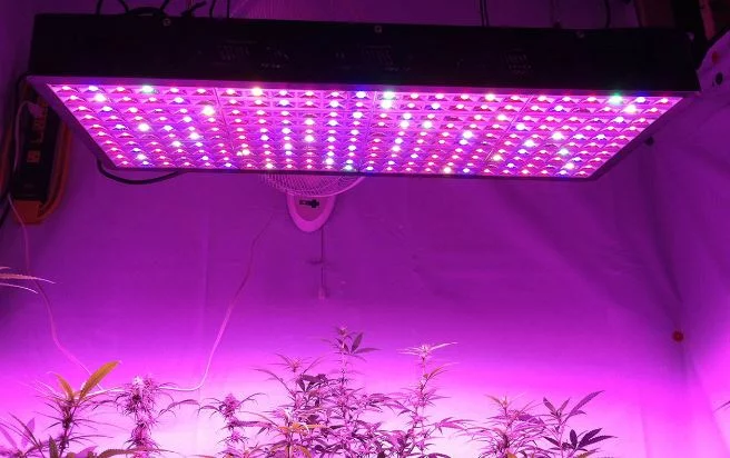 LED Grow Lights - How to Grow Marijuana