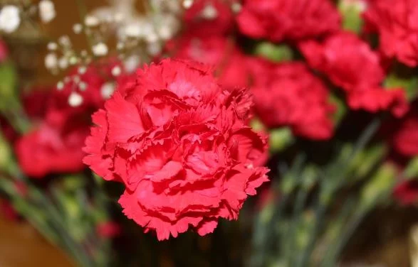 Dianthus caryophyllus flower