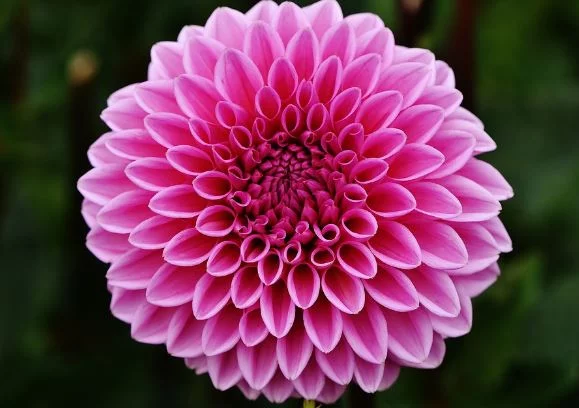 Dahlia flower image