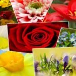 The Most Beautiful Flowers In the World