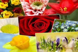 The Most Beautiful Flowers In the World