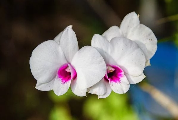 Orchid Flowers Picture