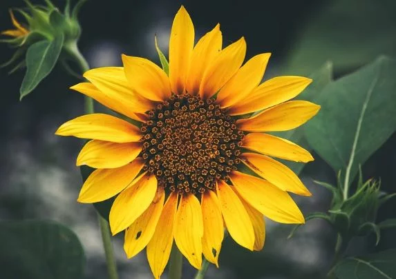 Sunflower Plant