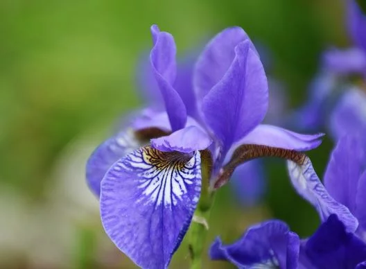Iris (plant)