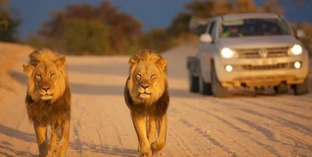 Kgalagadi Transfrontier Park (Wildlife preserve)