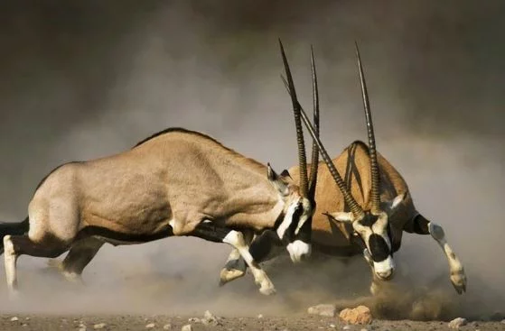 Kruger National Park (South African National Park)