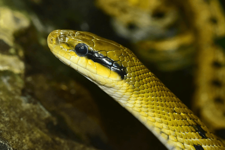 15-most-poisonous-dangerous-snakes-in-the-world-justwebworld