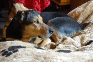 5 Benefits Of Buying A Chew Proof Dog Bed