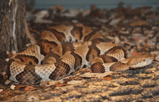 Agkistrodon contortrix - copperhead