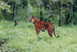 Wildlife of Karnataka